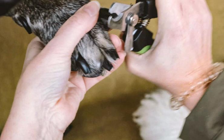 Krallen schneiden beim Hund: Tipps für die Krallenpflege