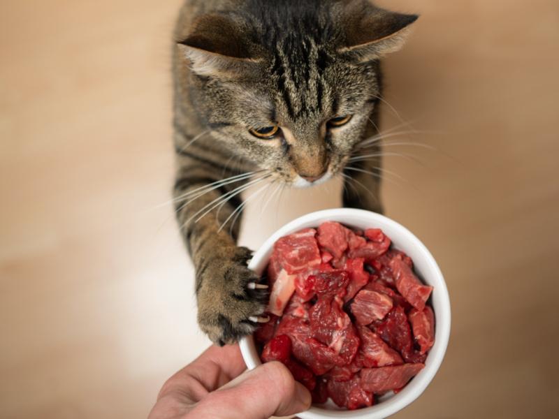 Nourriture pour chats avec teneur élevée en viande - ANiFiT Suisse